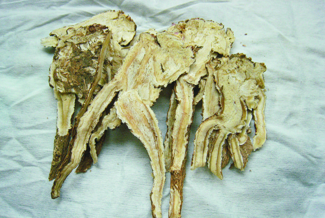 Děhel, angelica sinensis