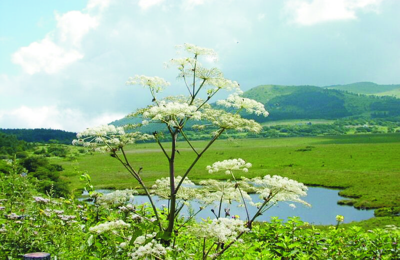 Děhel, angelica sinensis