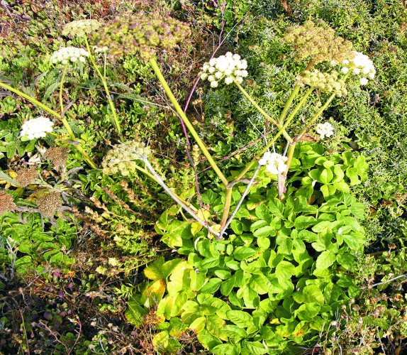 Děhel, angelica sinensis