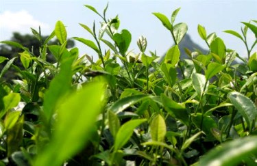 Longjing vyžaduje speciální podmínky pro pěstování