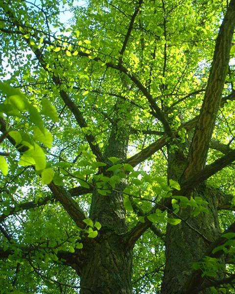 Ginkgo biloba